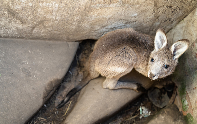 kangaroo in drain